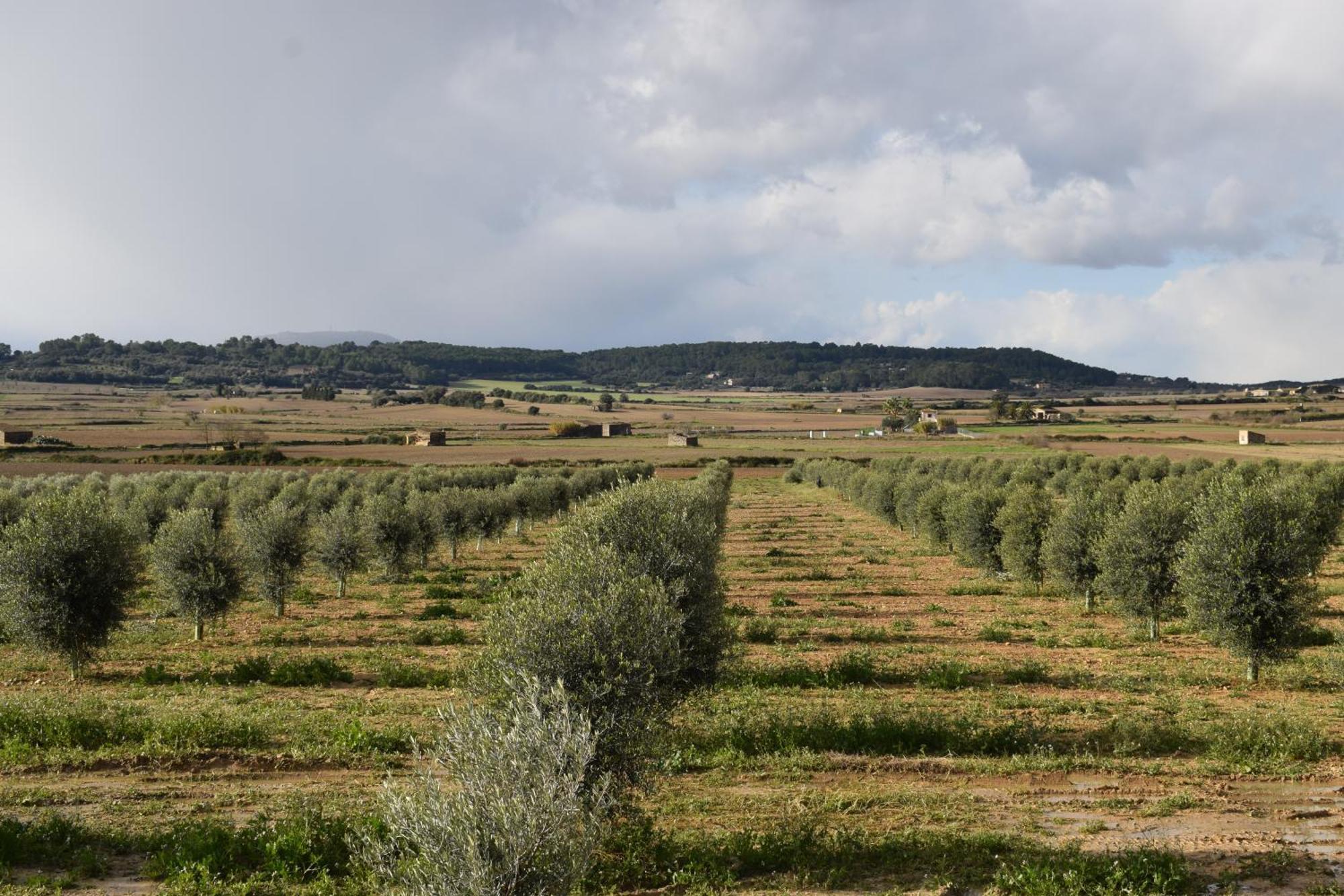 Agroturisme Gossalba Sant Joan Стая снимка